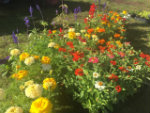 Colourful annuals sm